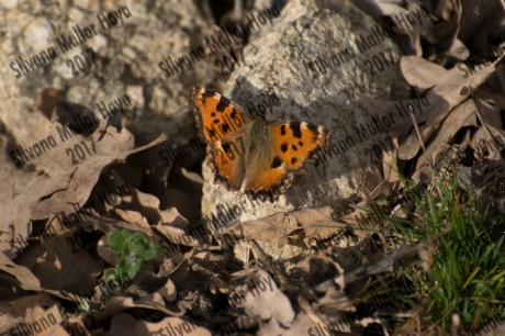 Mariposa 1 - La Cereceda