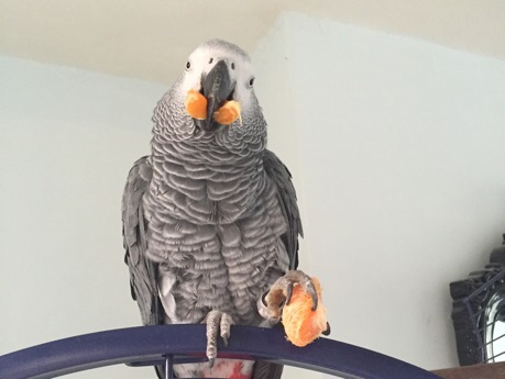 Donations keep us Operational